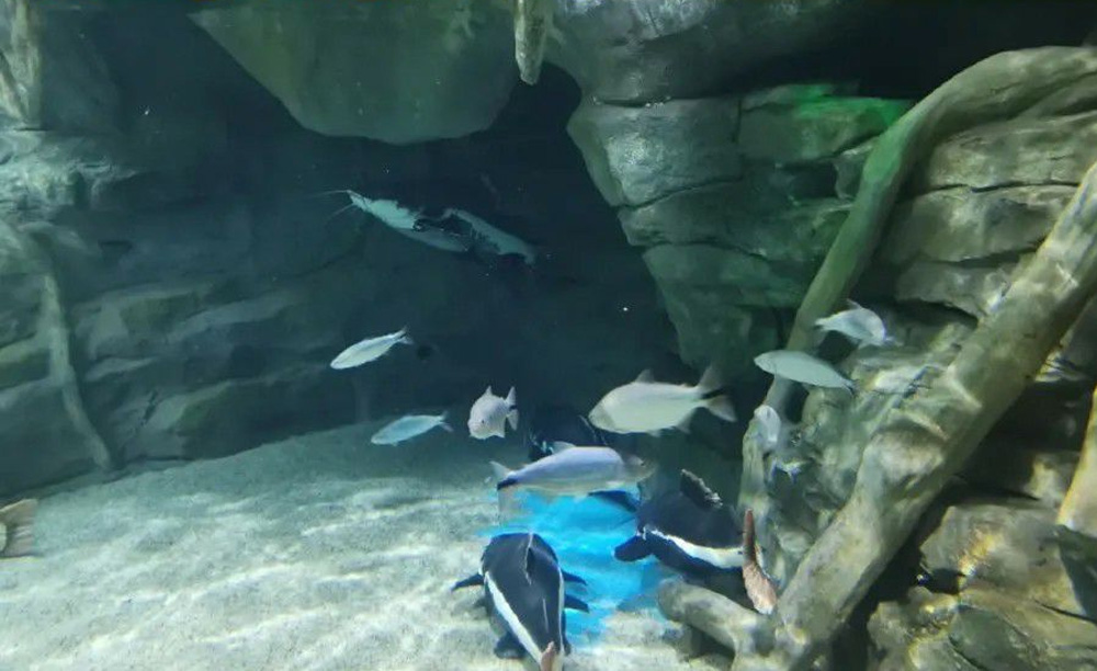 如何解決海洋館空氣潮濕問題？